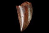 Serrated, Raptor Tooth - Real Dinosaur Tooth #159979-1